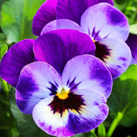 Top 50 flowers name with picture 
