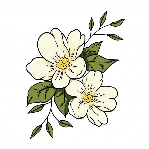 drawing of jasmine flower
