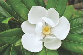 magnolia flower pic