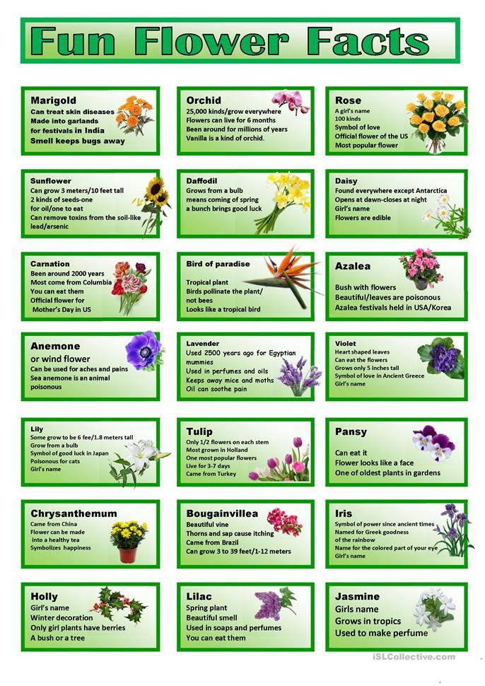 facts about flowers 

