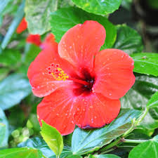 Hibiscus flower