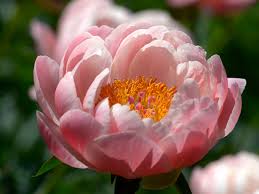 peony flower pic