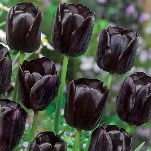 Black flowers