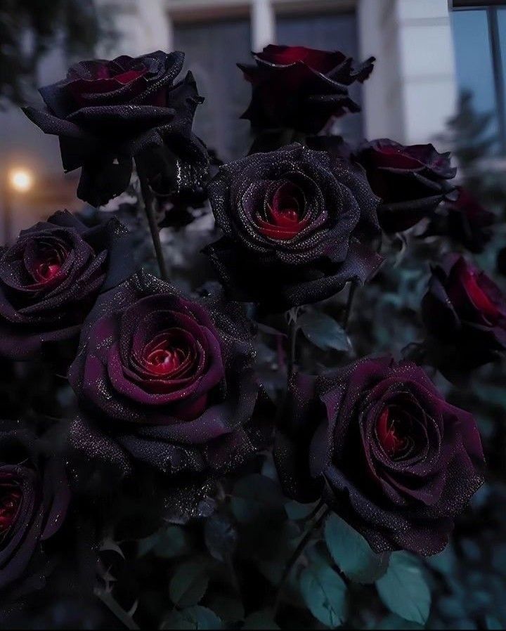 Black flowers