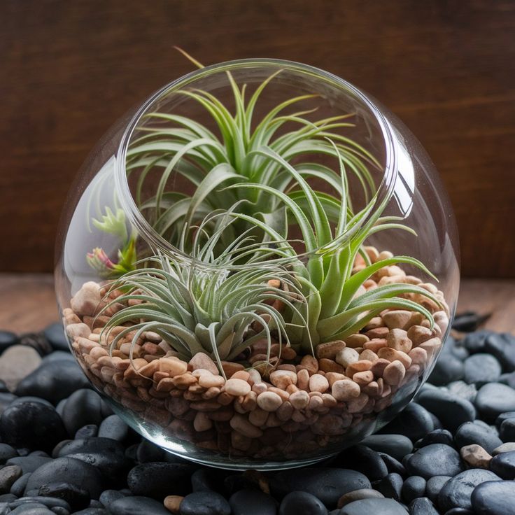 Air plants