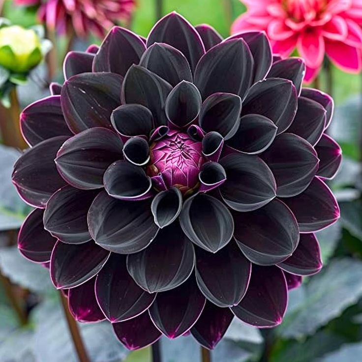  Black flowers