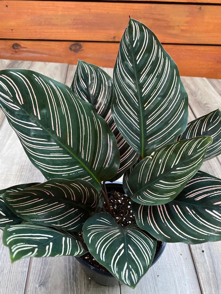 Prayer Plant