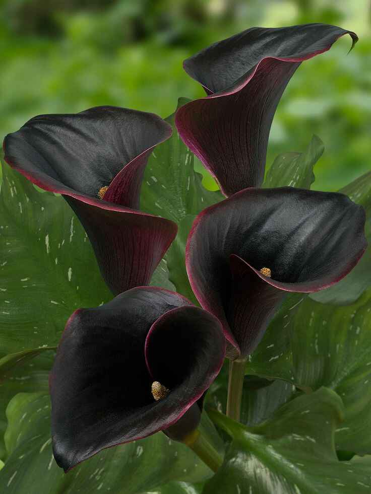 Black flowers