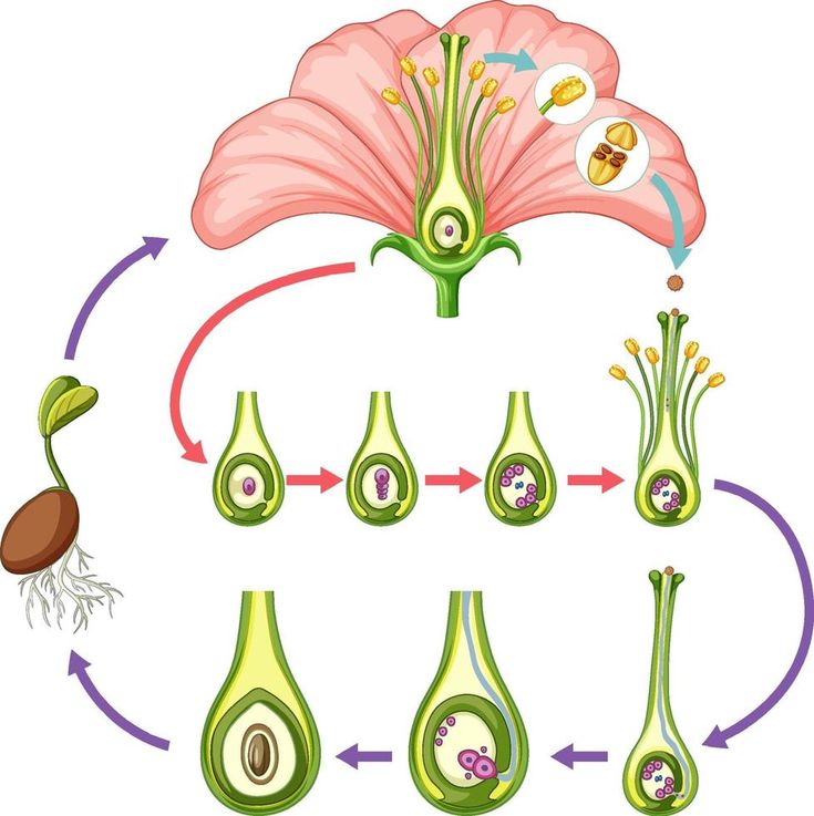 Flower anatomy