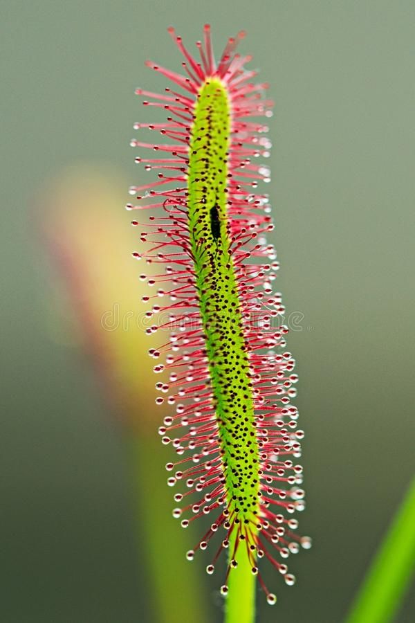 Exotic flowers