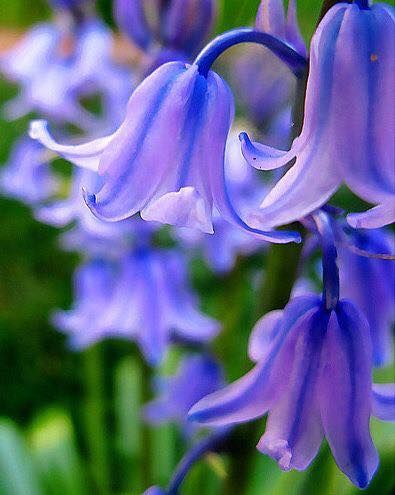 wild flowers