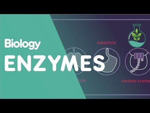 quantum enzymes