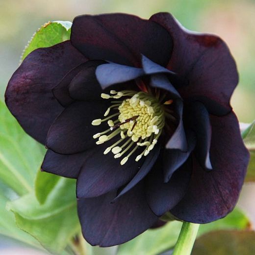 Black flowers