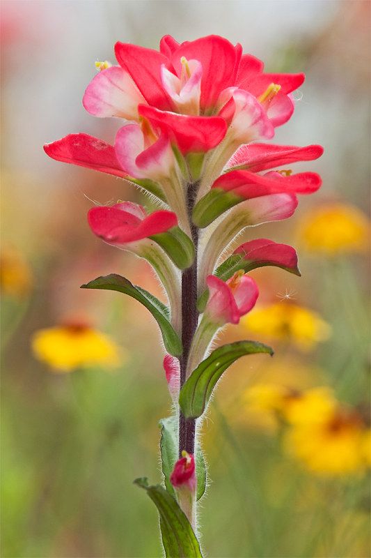 Wild flowers