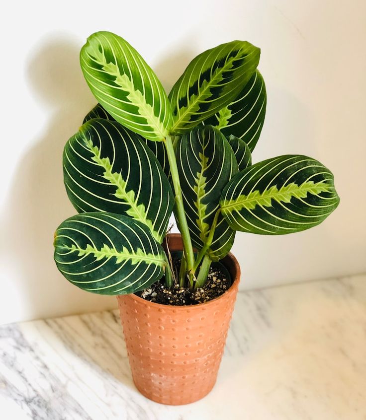 Prayer Plant