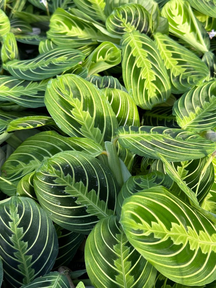 Prayer Plant