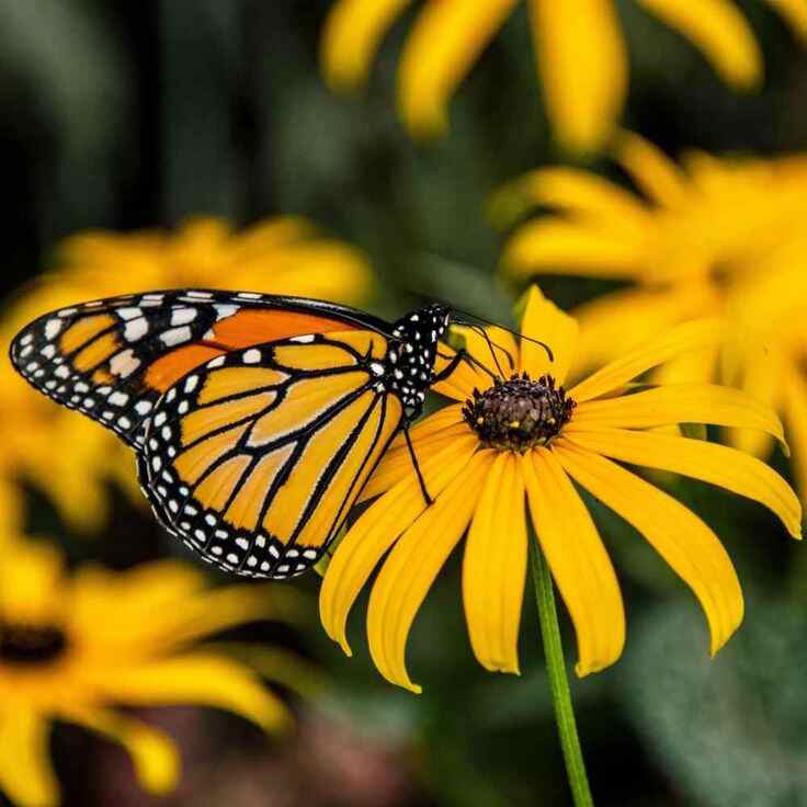 Wild flowers