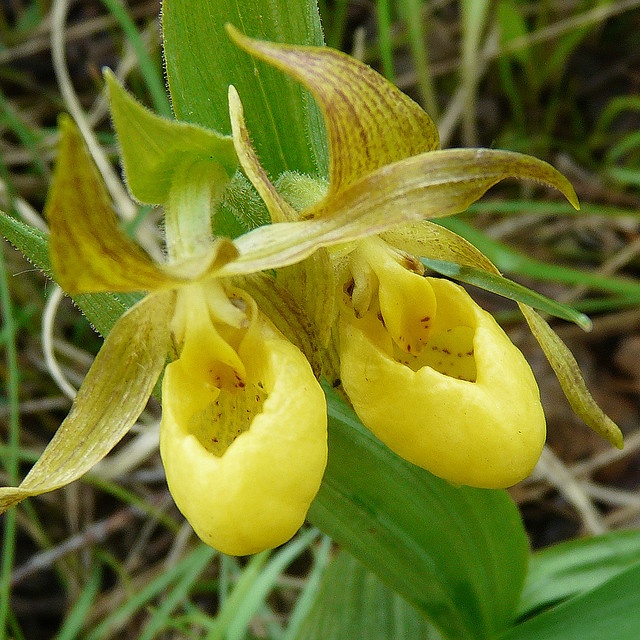 Exotic flowers