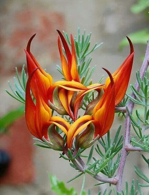 Exotic flowers