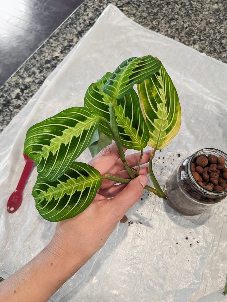 Prayer Plant