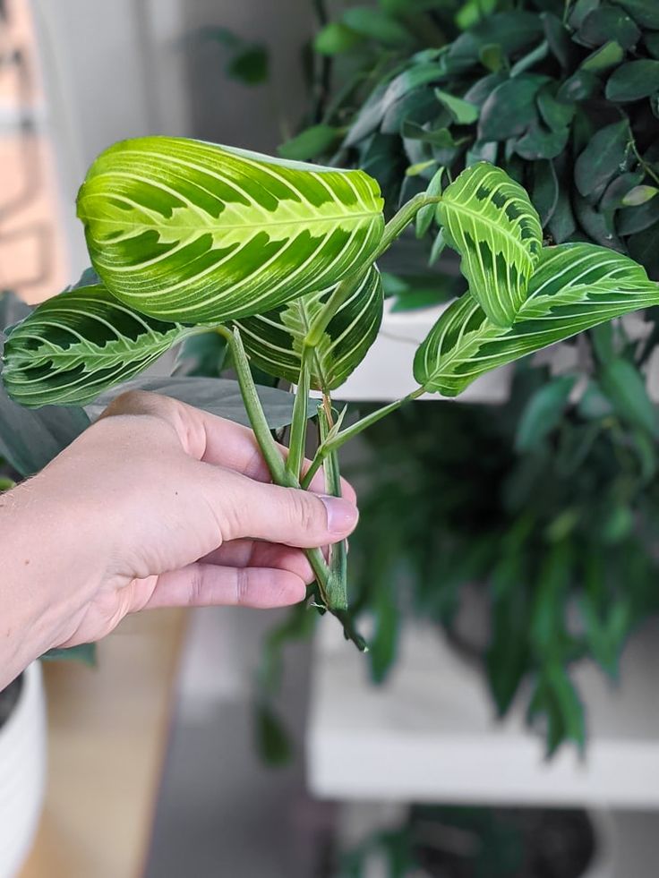 Prayer Plant