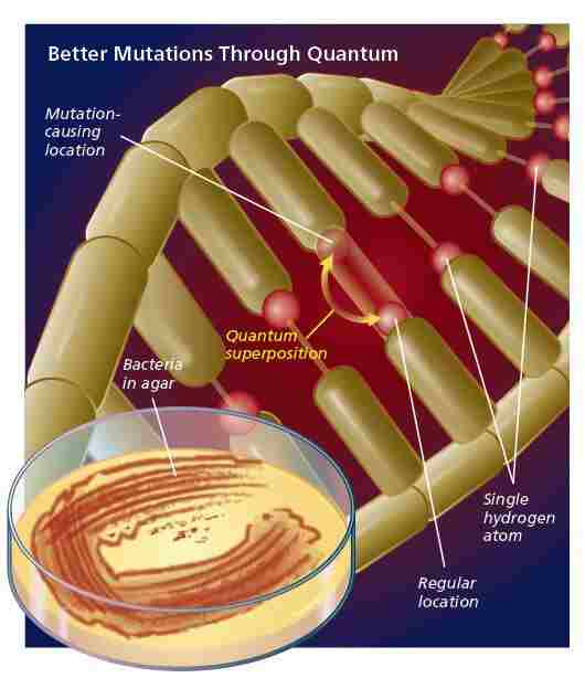 quantum biology