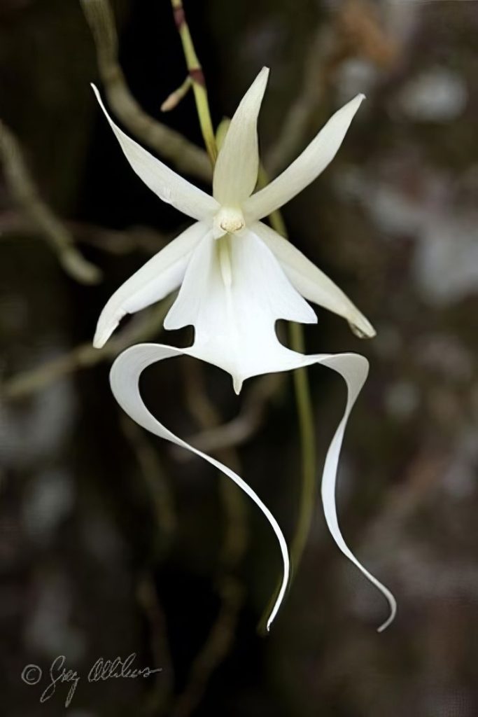 Ghost Orchid