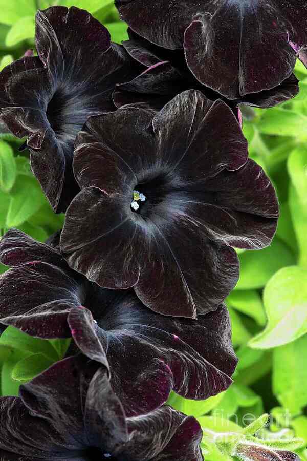 Black flowers