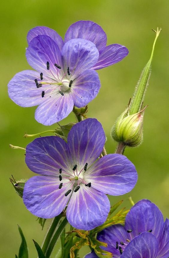 Wild flowers