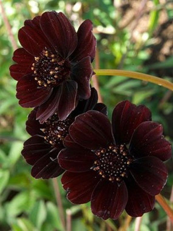 Black flowers