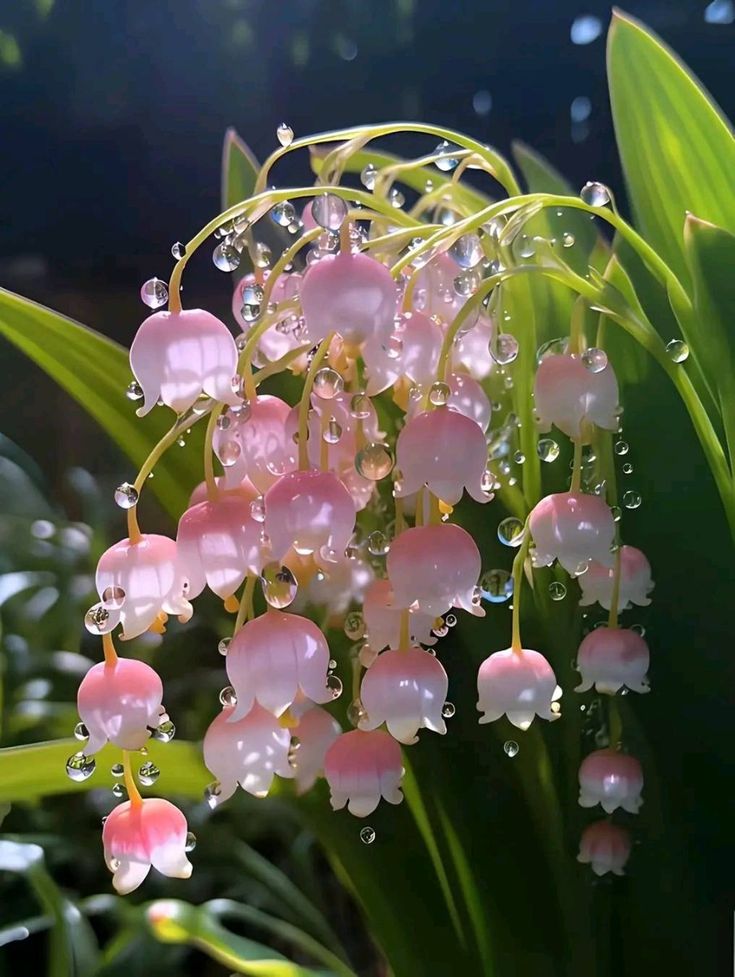 Lily of the Valley