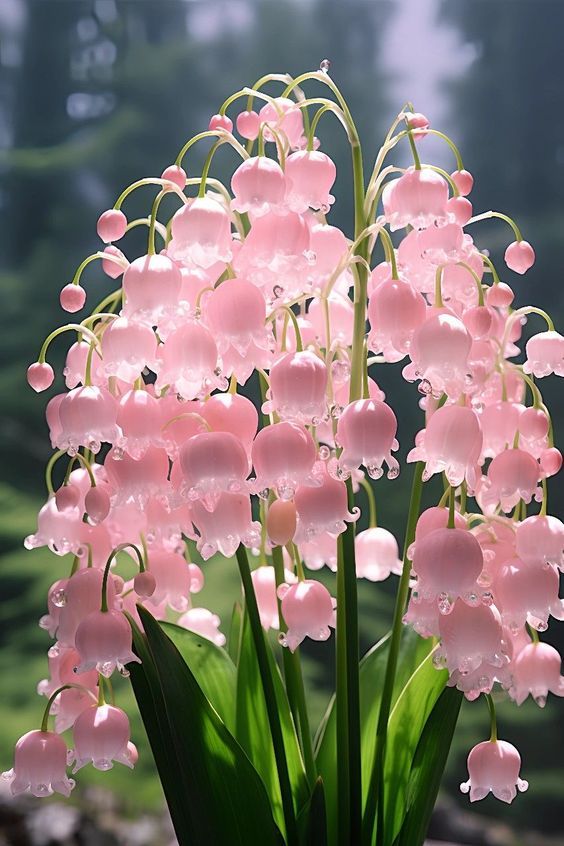 Lily of the Valley