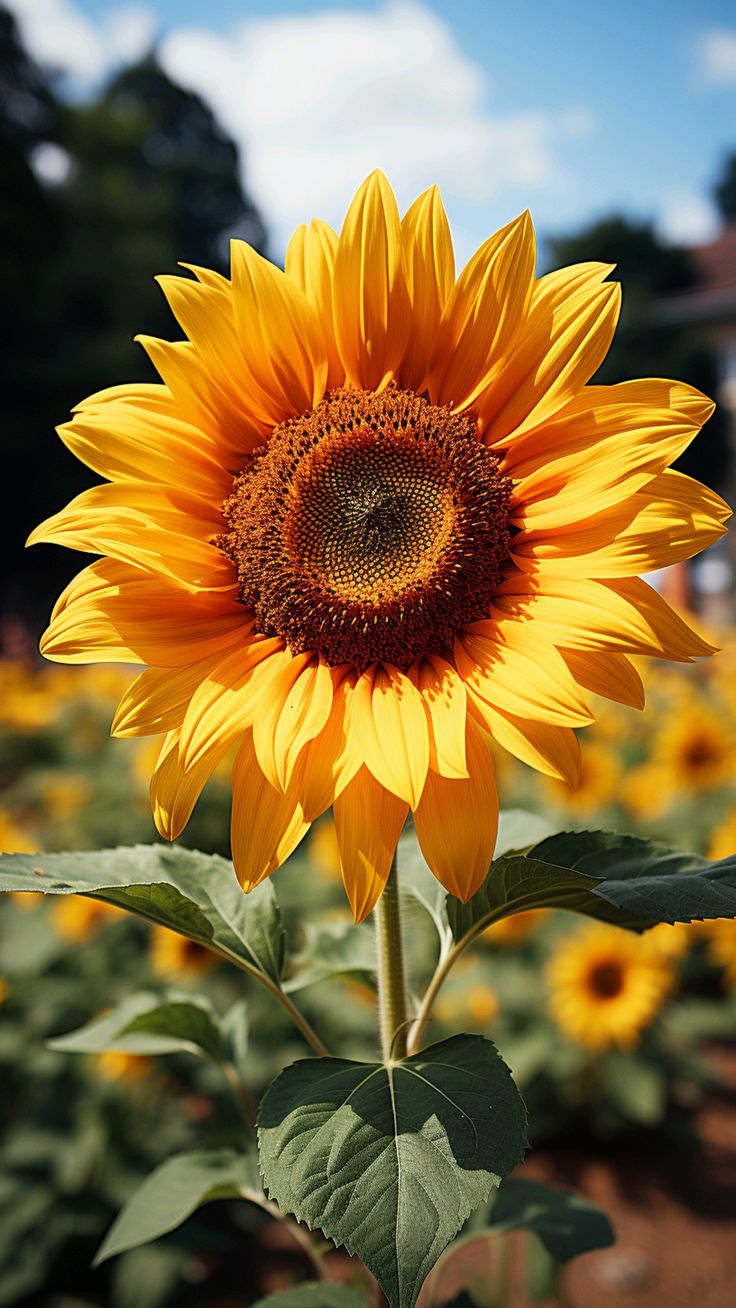 Sunflower garden