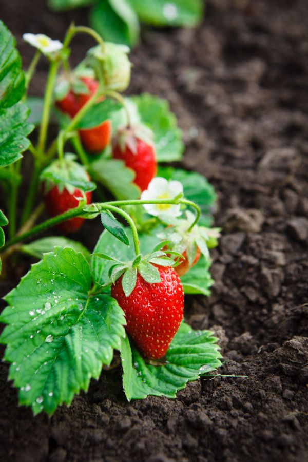 Strawberry garden