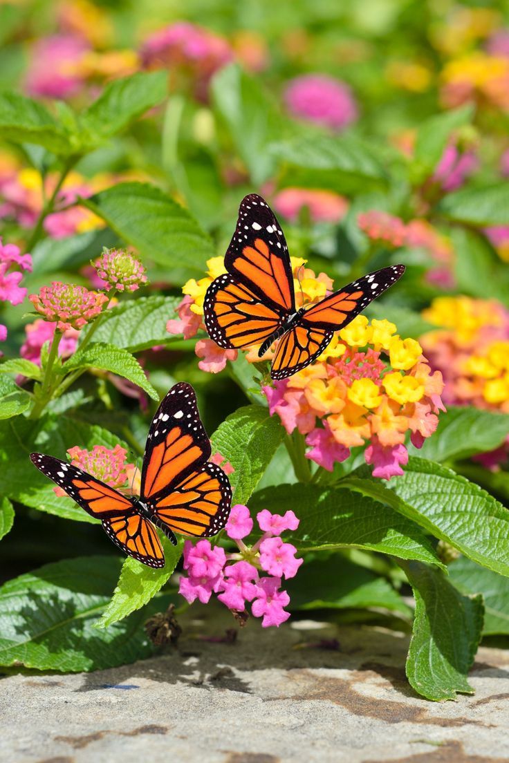 Pollinators and Flowers: A Beautiful Teamwork