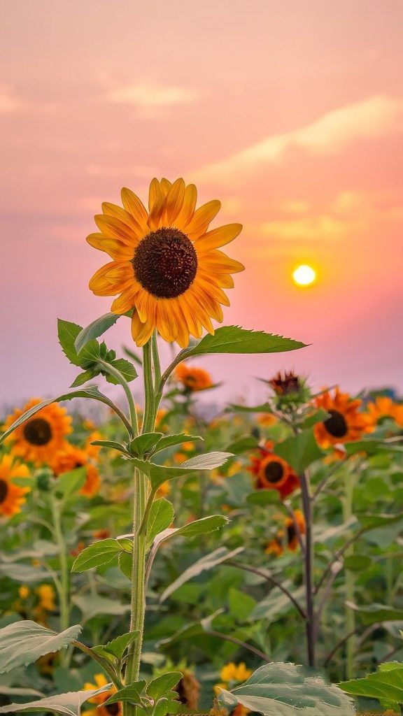 Sunflower garden