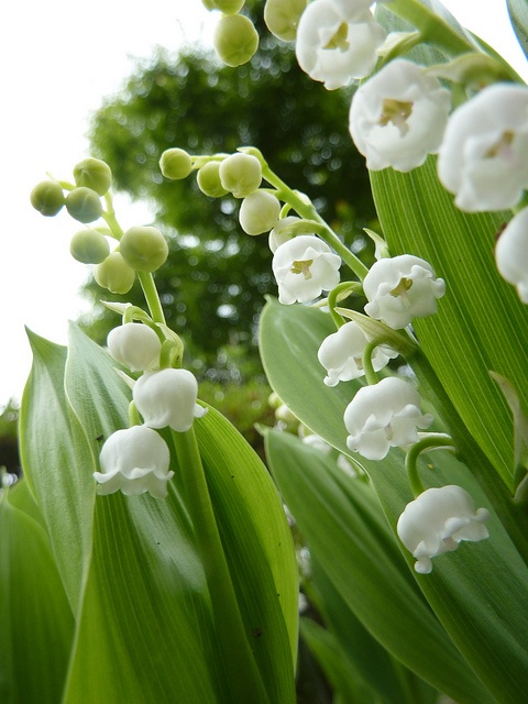 Lily of the Valley