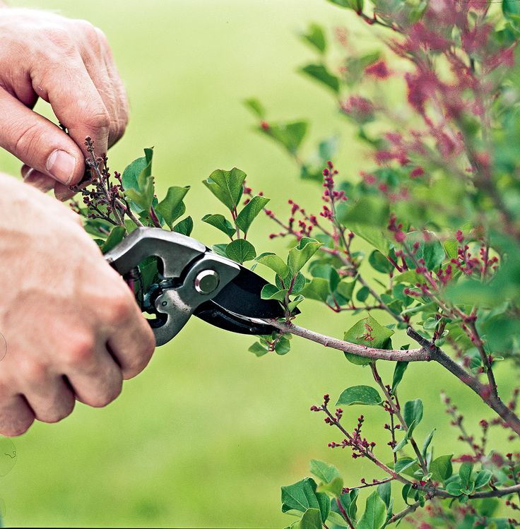 gardening tools